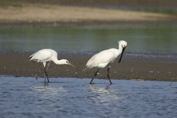 Eurasian spoonbill (Platalea leucorodia) two birds adult bird and juvenile bird in a shallow lagoon, England, United Kingdom