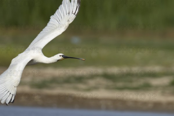 Eurasian spoonbill (Platalea leucorodia) adult bird flying, England, United Kingdom