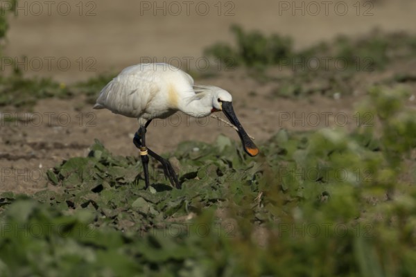 Eurasian spoonbill (Platalea leucorodia) adult bird with a stick in its beak, England, United Kingdom