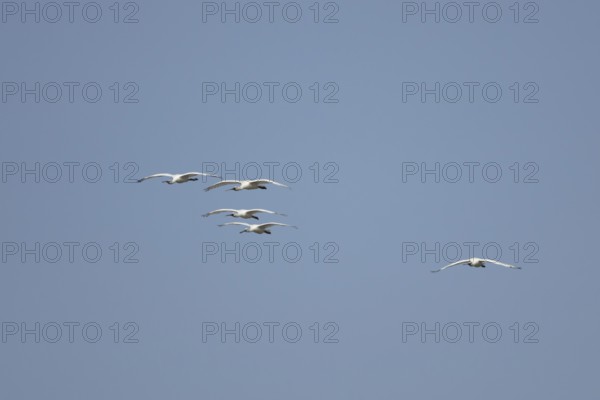 Eurasian spoonbill (Platalea leucorodia) five adult bird flying in a blue sky, England, United Kingdom
