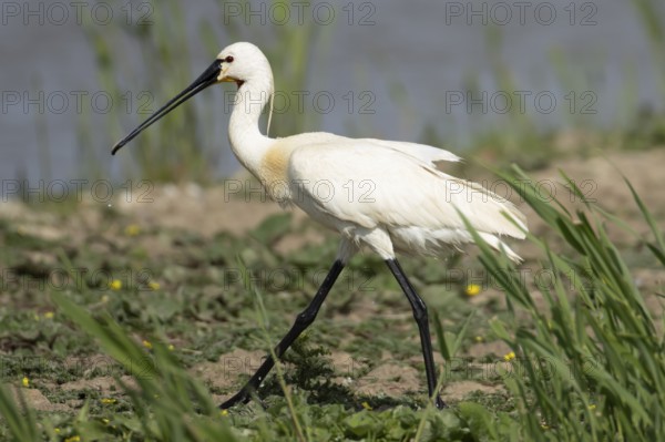Eurasian spoonbill (Platalea leucorodia) adult bird walking on an island, England, United Kingdom