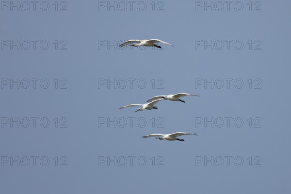 Eurasian spoonbill (Platalea leucorodia) four adult bird flying in a blue sky, England, United Kingdom