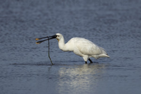 Eurasian spoonbill (Platalea leucorodia) adult bird in a shallow lagoon with a stick in its beak, England, United Kingdom