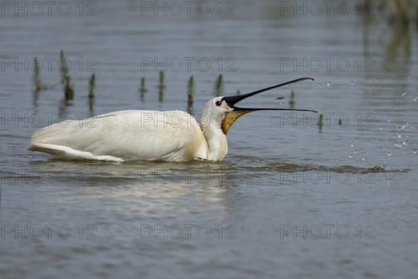 Eurasian spoonbill (Platalea leucorodia) adult bird feeding on a fish in a shallow lagoon, England, United Kingdom