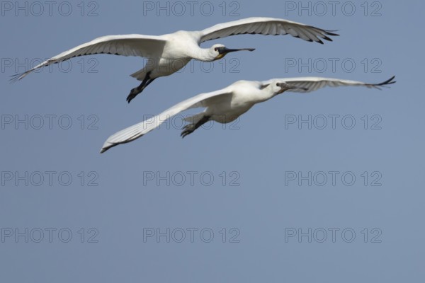 Eurasian spoonbill (Platalea leucorodia) two adult birds flying in a blue sky, England, United Kingdom