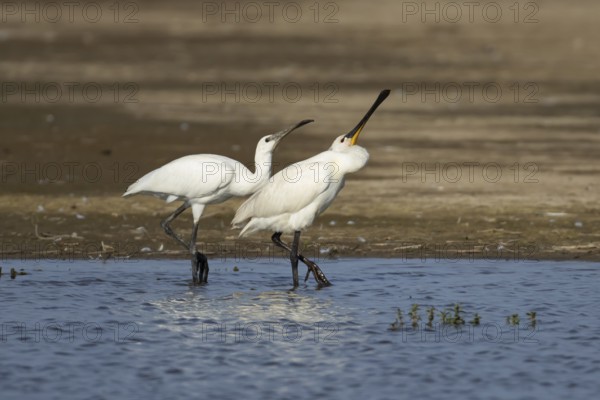 Eurasian spoonbill (Platalea leucorodia) two birds adult bird and juvenile bird begging for food in a shallow lagoon, England, United Kingdom