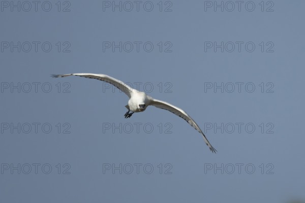 Eurasian spoonbill (Platalea leucorodia) adult bird flying in a blue sky, England, United Kingdom