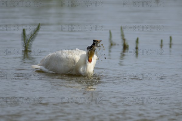 Eurasian spoonbill (Platalea leucorodia) adult bird feeding in a shallow lagoon, England, United Kingdom