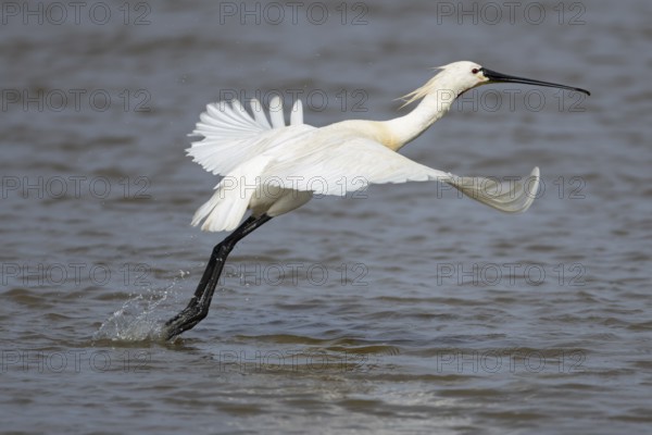 Eurasian spoonbill (Platalea leucorodia) adult bird taking off in flight from a shallow lagoon, England, United Kingdom