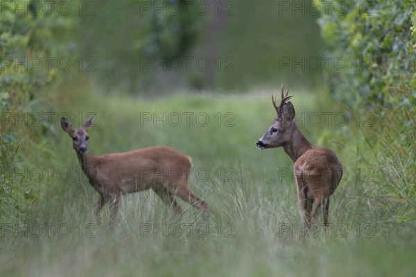 Roebuck in rut, leaf time, Biburg, Eifel Rhineland-Palatinate, Germany