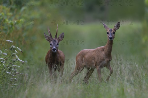 Roebuck in the rut, Biburg leaf time, Eifel Rhineland-Palatinate, Germany