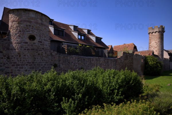 Historic city wall, defence defence tower, old town, Obernai, also Oberehnheim, Bas-Rhin, Grand-Est, Alsace, France