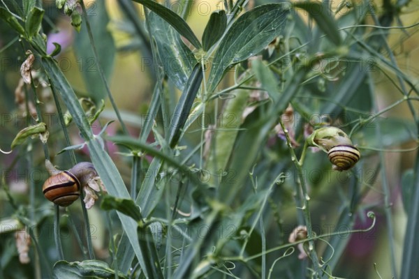 Plants in the garden with snails, July, Germany