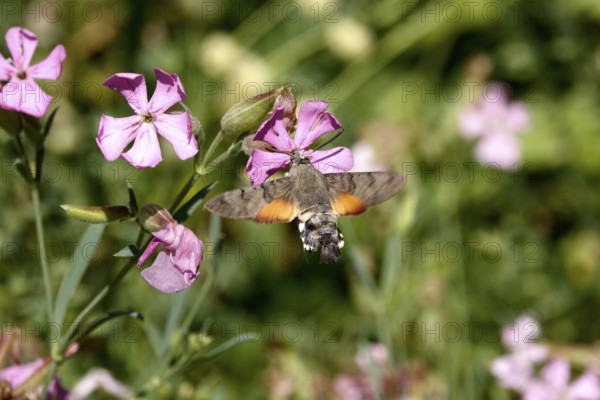 Dove tail in the garden, July, Germany