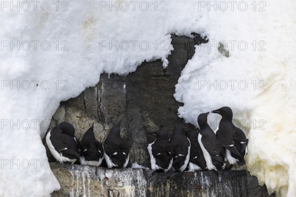 Thick-billed guillemot (Uria lomvia) on breeding rocks, snow, alcids (Alcidae), Alkefjellet, Spitsbergen, Svalbard