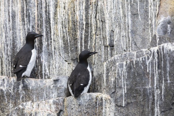 Thick-billed guillemot (Uria lomvia) on breeding rocks, alcids (Alcidae), Alkefjellet, Spitsbergen, Svalbard