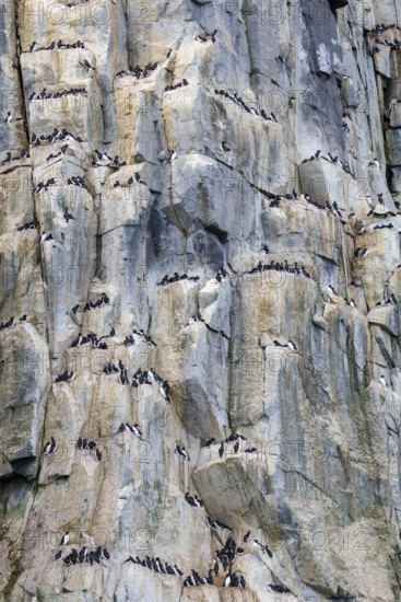 Thick-billed guillemot (Uria lomvia) on breeding rocks, alcids (Alcidae), Alkefjellet, Spitsbergen, Svalbard