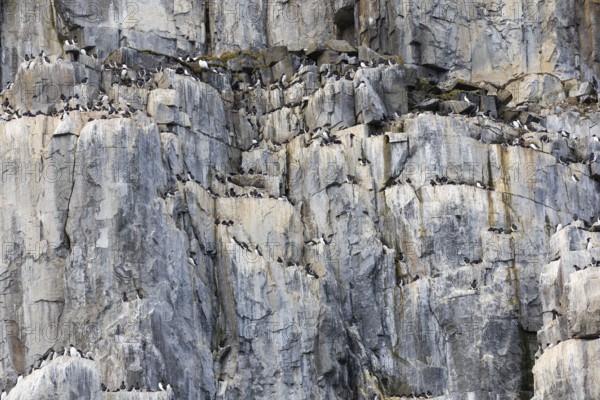 Thick-billed Guillemot (Uria lomvia), alcids (Alcidae), breeding cliffs, Alkefjellet, Spitsbergen, Svalbard