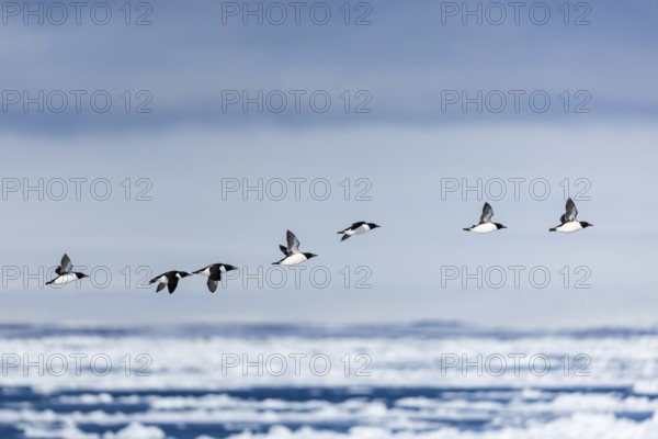 Thick-billed guillemot (Uria lomvia) in flight, alcids (Alcidae), Alkefjellet, Spitsbergen, Svalbard
