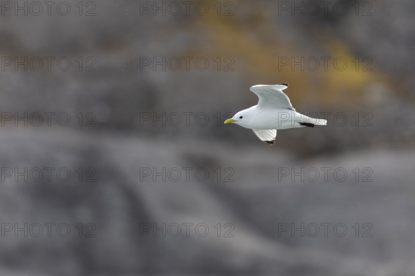 Black-legged kittiwake (Rissa tridactyla) flying in front of rock, Recherchebreen, Spitsbergen, Svalbard