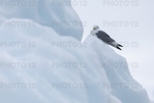 Black-legged kittiwake (Rissa tridactyla) sitting on iceberg, Konowbreen, Spitsbergen, Svalbard
