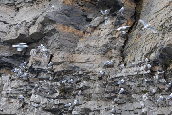 Group of kittiwakes (Rissa tridactyla) in a field wall, nesting sites, Mushamna, Spitsbergen, Svalbard