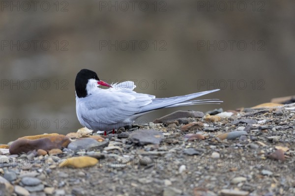 Arctic Arctic Tern (Sterna paradisaea) preening its plumage, Terns (Sterninae), Longyearbyen, Svalbard, Spitsbergen