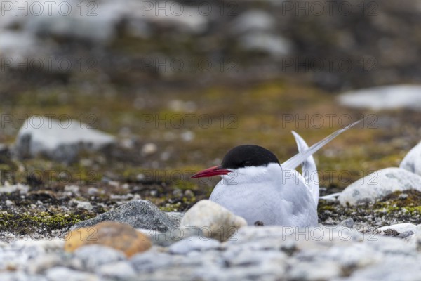 Arctic Arctic Tern (Sterna paradisaea) breeds in the gravel bed, Terns (Sterninae), Gravnesodden, Spitsbergen, Svalbard