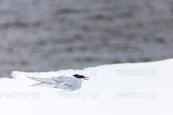 Arctic Arctic Tern (Sterna paradisaea), pair feeding, bridal gift, snow, Terns (Sterninae), Muchinsonfjord, Spitsbergen, Svalbard