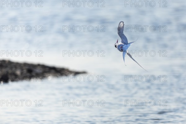 Arctic Arctic Tern (Sterna paradisaea) in flight, Terns (Sterninae), Longyearbyen, Spitsbergen, Svalbard