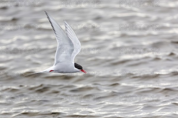 Arctic Arctic Tern (Sterna paradisaea) in a shaking flight to catch fish, Terns (Sterninae), Muchinsonfjord, Spitsbergen, Svalbard