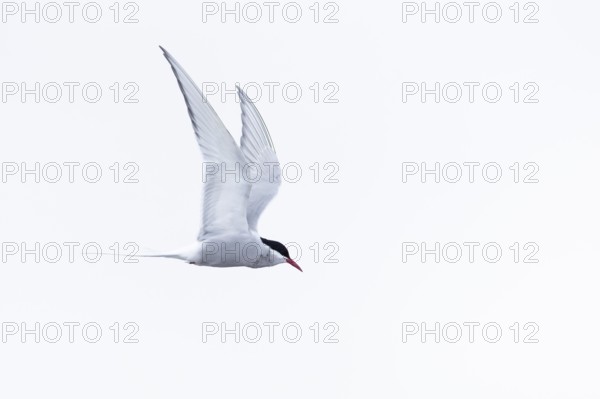 Arctic Arctic Tern (Sterna paradisaea) in flight, Terns (Sterninae), Muchinsonfjord, Spitsbergen, Svalbard