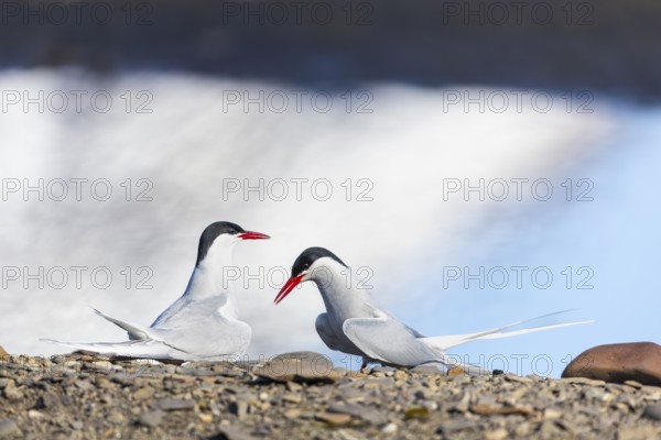 Arctic Arctic Tern (Sterna paradisaea), pair, food, nuptial gift, terns (Sterninae), gravel ground, rock, Longyearbyen, Svalbard, Spitsbergen