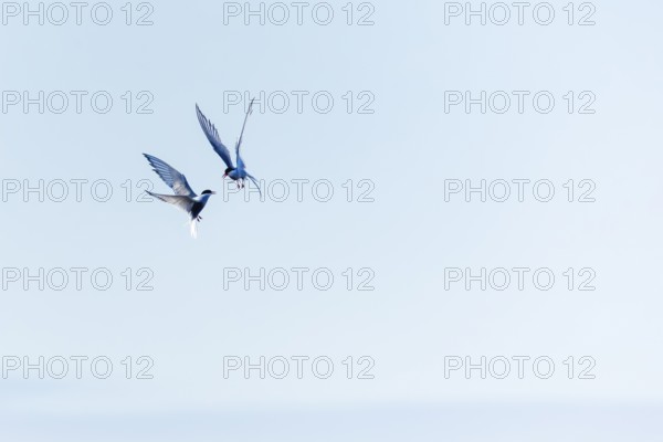 Two Arctic Terns (Sterna paradisaea) in flight, Terns (Sterninae), Longyearbyen, Spitsbergen, Svalbard