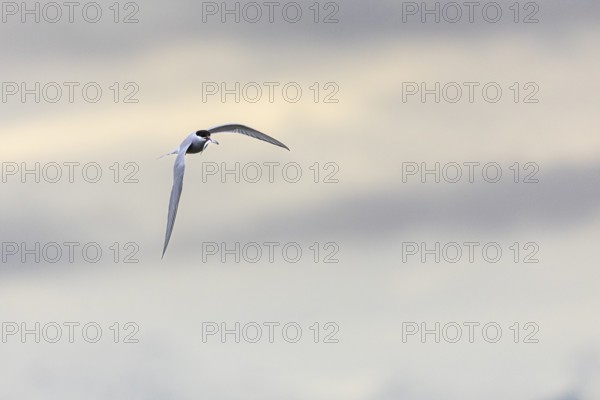 Arctic Arctic Tern (Sterna paradisaea) flying with fish in its beak, Terns (Sterninae), Longyearbyen, Spitsbergen, Svalbard