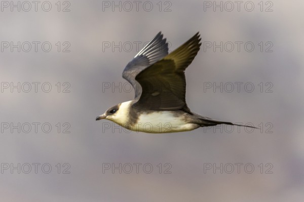Long-tailed Skua (Stercorarius longicaudus) in flight, Aventdalen, Longyearbyen, Spitsbergen, Svalbard
