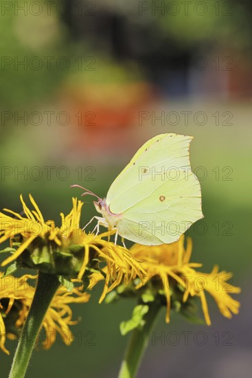 Lemon butterfly (Gonepteryx rhamny) on a yellow flower of a Great Telekie (Telekia speciosa), Wilnsdorf, North Rhine-Westphalia, Germany