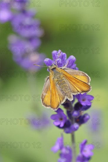 Large skipper (Ochlodes venatus), collecting nectar from a flower of Common lavender (Lavandula angustifolia), close-up, macro photograph, Wilnsdorf, North Rhine-Westphalia, Germany