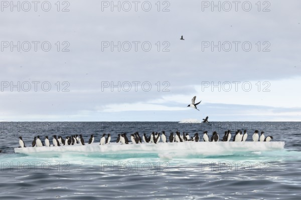 Thick-billed guillemot (Uria lomvia) on an ice floe, sea, water, alcids (Alcidae), Alkefjellet, Spitsbergen, Svalbard