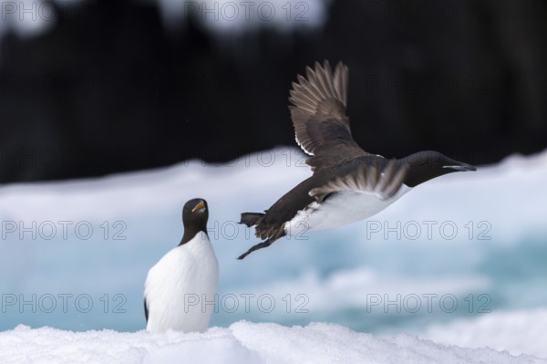 Thick-billed guillemot (Uria lomvia) on an ice floe, alcids (Alcidae), Alkefjellet, Spitsbergen, Svalbard