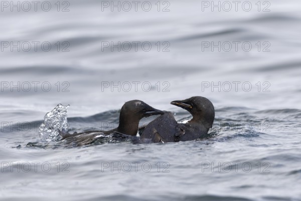 Thick-billed guillemot (Uria lomvia) fighting in the water, alcids (Alcidae), Alkefjellet, Spitsbergen, Svalbard