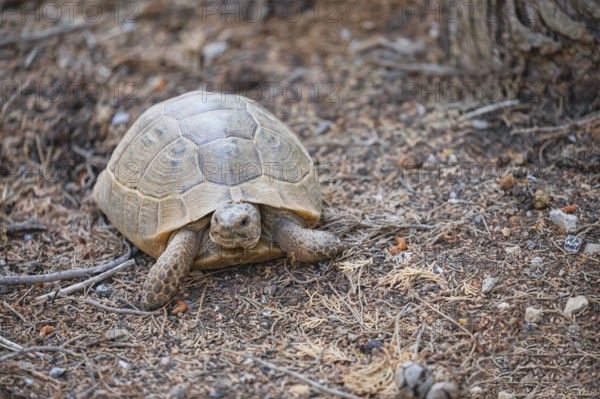 Common Tortoise (Testudo graeca) moving into the wood, Panormitis, Symi Island, Dodecanese Islands, Greece