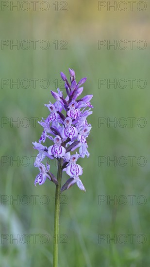 Moorland spotted orchid (Dactylorhiza maculata), inflorescence, close-up, Wilnsdorf, North Rhine-Westphalia, Germany