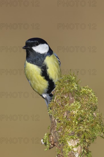 Great tit (Parus major), sitting on a moss-covered tree root, Wilnsdorf, North Rhine-Westphalia, Germany