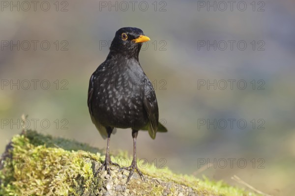 Blackbird (Turdus merula) male, on a moss-covered tree root, Wilnsdorf, North Rhine-Westphalia, Germany