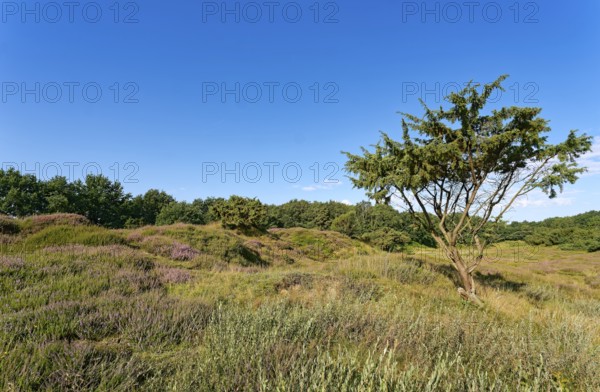 Ripple-crowned dune area in the Schleswig-Holstein municipality of Jörl. The nature reserve Düne am Rimmelsberg is an FFH area, overgrown with heather and juniper. Rimmelsberg, Jörl, Schleswig-Holstein, Germany