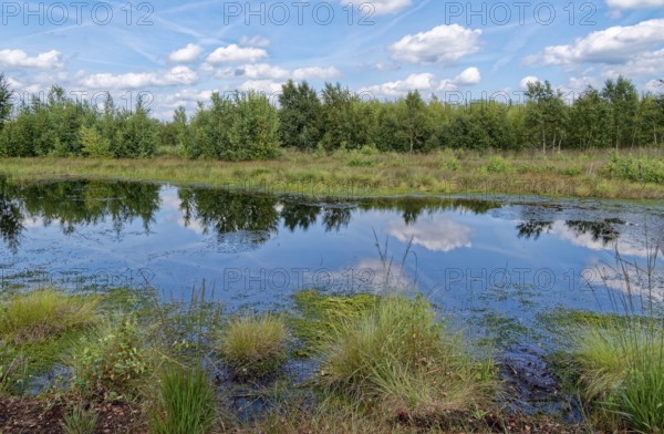 Water surface and marsh grass in Himmelmoor. Himmelmoor, the largest raised bog in Schleswig-Holstein, has been largely renaturalised and rewetted and is part of the European Natura 2000 protected area. Quickborn, Pinneberg district, Schleswig-Holstein, Germany