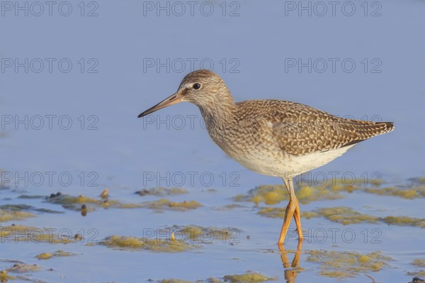 Wood Sandpiper (Tringa glareola) looking for food, standing in shallow water, wildlife, animals, birds, snipe family, Ziggsee, Lake Neusiedl National Park, Seewinkel, Burgenland, Austria