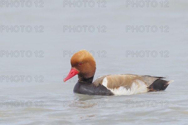 Red-crested pochard (Netta rufina), male, swimming in water, wildlife, animals, duck, Ziggsee, Lake Neusiedl National Park, Seewinkel, Burgenland, Austria