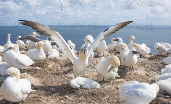 A gannet (Morus bassanus) (synonym: Sula bassana) spreads its wings, spread wings, gannet colony with many nests and fluffy chicks, fluff, chick fluff, earth nests, many animals, adult, juvenile, nesting, nesting sites, nesting place, parents, animal children, rocky coast under blue sky, blue sea in the background, water, sunny day, gannet colony Lummenfelsen, North Sea island Helgoland, Schleswig-Holstein, Germany